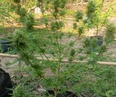 Strains/ seeds 35 euro for 50 seeds